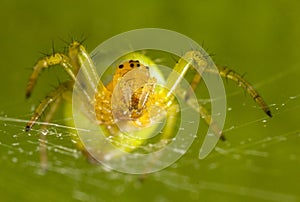 The green spider