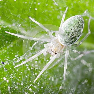 Green spider