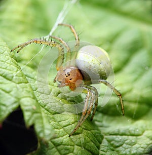 Green spider