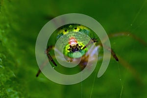 Green spider Araniella cucurbitina, close-up of the buttocks