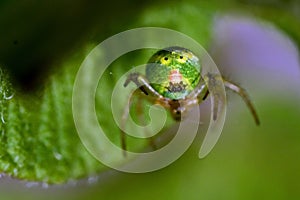 Green spider Araniella cucurbitina, close-up of the buttocks