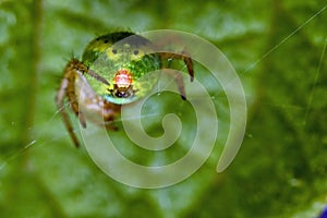 Green spider Araniella cucurbitina, close-up of the buttocks