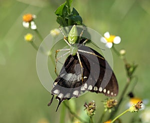 Green Spider With Butterfly