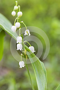 Green spider chameleon Mizumena clubfoot on lily of the valley