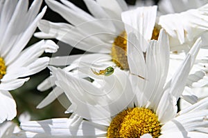 Green spider and daisies