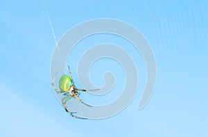 Green spider