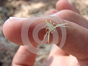 Green spider on human hand