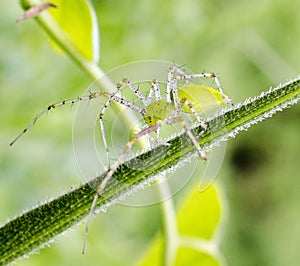Green Spider