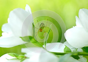 Green Spider on Jasmine Flowers