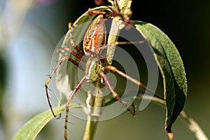 Green Lynx Spider