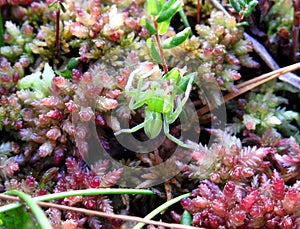 Green spider on moss in swamp, Lithuania