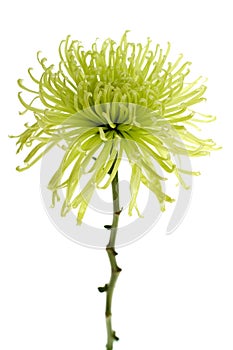 Green Spider Mum