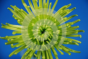 Green spider mum
