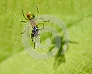 Zelený pavúk a tieň 