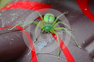 Green Spider