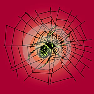 Green spider in the web