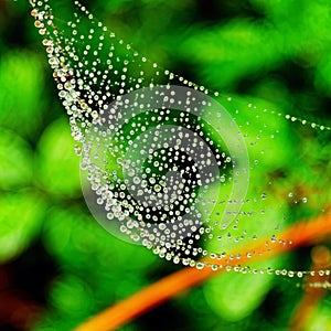 green spider web with dew drops