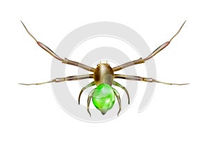 Green spider