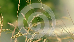 Green spike swaying in wind. Blurred background