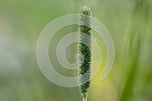 Green spike of weed on light green background