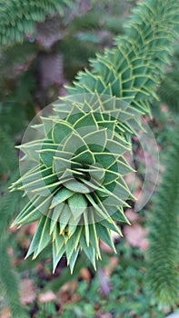 Green spiked leaves of a desert plant