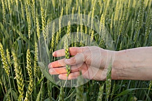 Green spikelet in a woman`s hand on background of a wheat field. Quality control. Concept of organic farming, agriculture