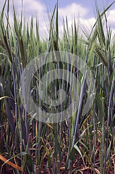 Green spikelets of barley in the field
