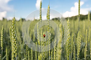 Green spikelets with a ladybug on the background of a field in the rays of the setting sun. Concept of organic farming