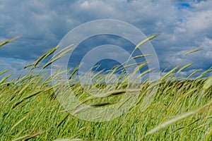 Green spikelets of wheat in the field under the blue cloudy sky in the village