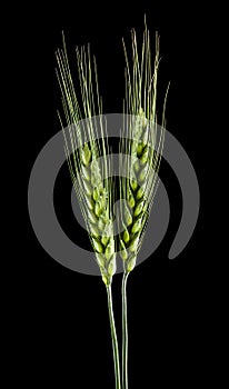 Green spikelets of wheat isolated on a black background