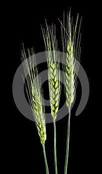 Green spikelets of wheat isolated on a black background