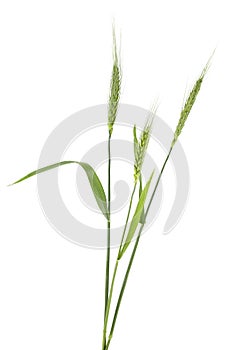 Green spikelets of wheat isolated on white background