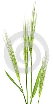 Green spikelets of wheat isolated on white background