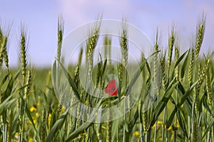 Green spikelets of wheat with a red poppy flower between them on a blurred background of a field with yellow flowers