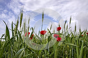 Green spikelets of wheat with a red poppy flowers against  blurred background of blue sky with clouds