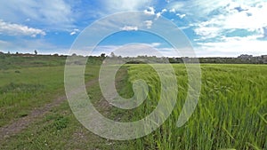 Green spikelets of wheat sway in the wind on an agricultural field on a sunny spring day.