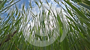 Green spikelets of wheat sway in the wind on an agricultural field on a sunny spring day.