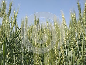 Green spikes of wheat on sky background