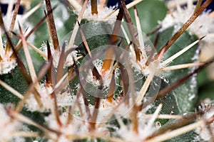 Green spikey cactus