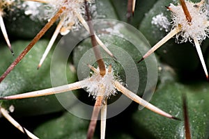 Green spikey cactus