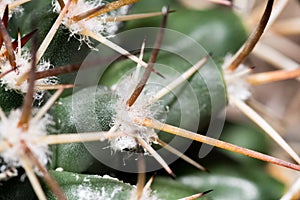 Green spikey cactus