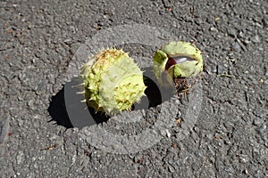 Green spiky capsules containing conkers