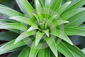 The green spiky foliage on lily plants