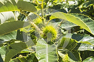 Green spiky hedgehogs of chestnut fruit on the tree