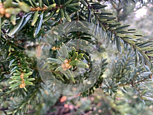 dew drop with reflection of a fir tree