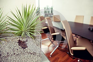 Green spiky plant in an empty office, conference room