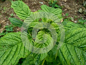 Green spinach Amaranthus spp. in the nature background
