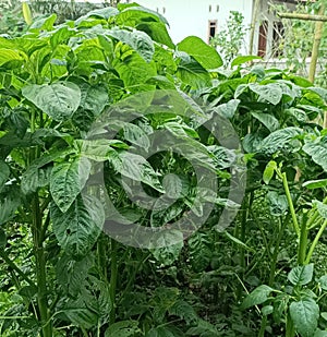 green spinach cultivation