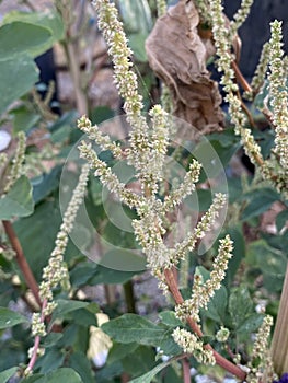 green spinach flower of a bush in the garden