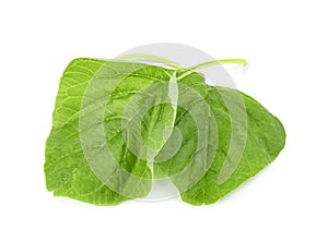 Green spinach leaf or Amaranthus viridis  in Thailand  isolated on white background ,Green leaves pattern